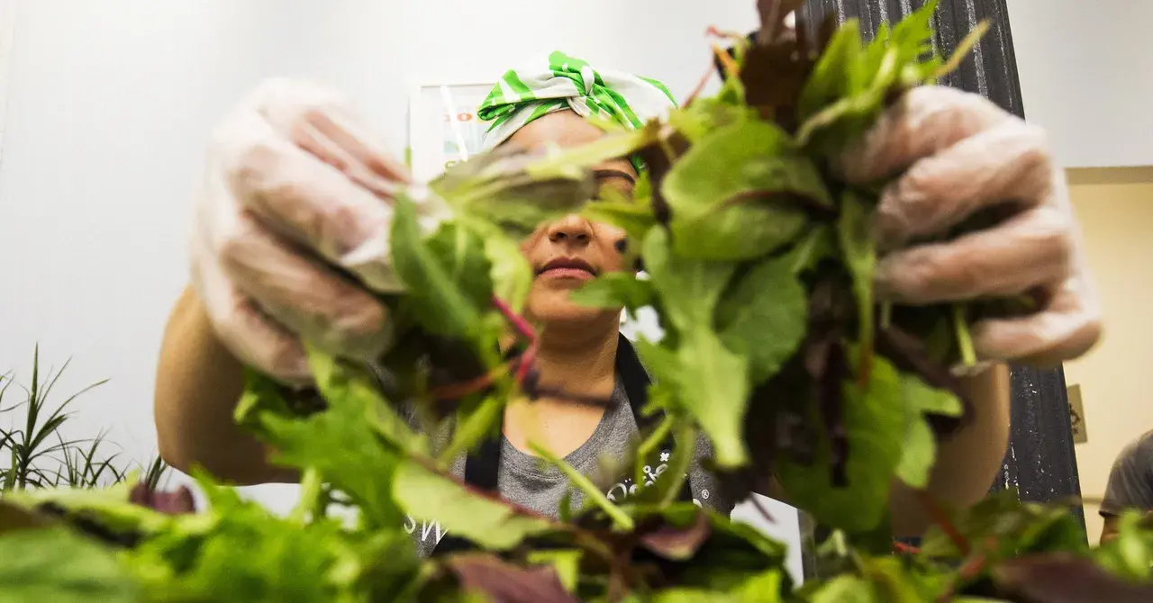 تصویر مرتبط با خبر: The Explosive Diarrhea Outbreak Claims New Victims: Salad Chains